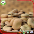 Very Chep Price Dried Fava Beans